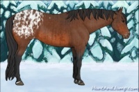 Horse Color:Brown Appaloosa  and Bay Appaloosa 