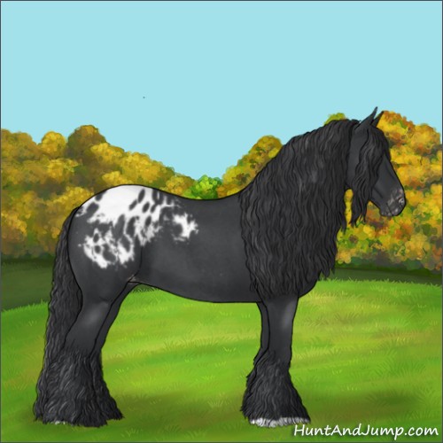 Horse Color:Blue Roan Appaloosa 