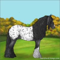 Horse Color:Blue Roan Appaloosa 