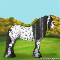 Horse Color:Blue Roan Near Leopard