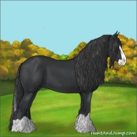 Horse Color:Black Splash 