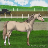 Horse Color:Red Dun 