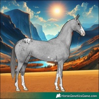 Horse Color:Black Appaloosa 