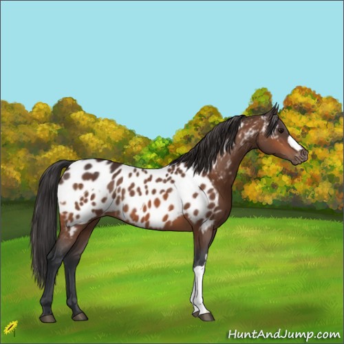 Horse Color:Bay Appaloosa  and Bay Appaloosa 