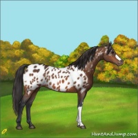 Horse Color:Bay Near Leopard  and Bay Near Leopard 
