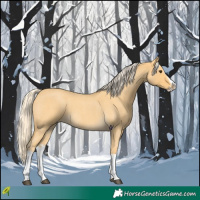 Horse Color:Palomino Roan Splash 