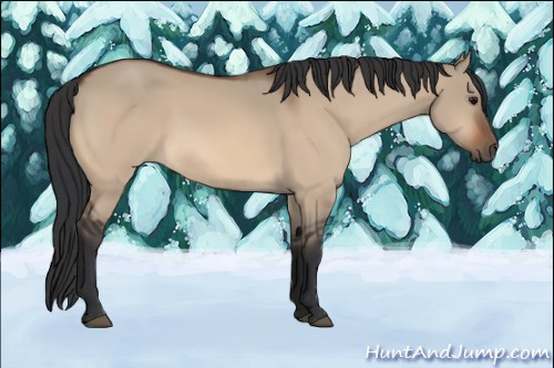 Horse Color:Bay Dun