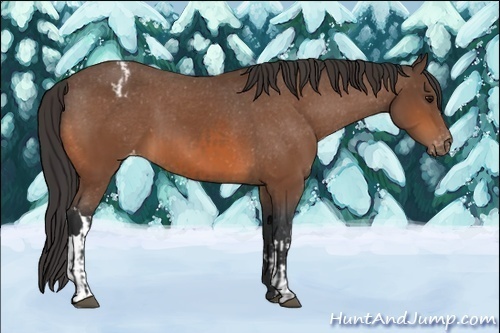 Horse Color:Bay Appaloosa and Bay Appaloosa