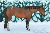 Horse Color:Bay Appaloosa and Bay Appaloosa