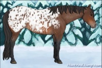 Horse Color:Brown Appaloosa  and Brown Appaloosa 