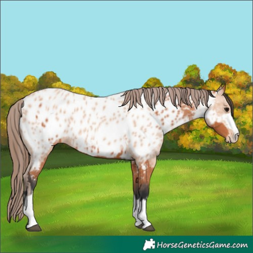 Horse Color:Bay Near Leopard  and Amber Champagne Near Leopard 