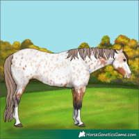 Horse Color:Bay Near Leopard  and Amber Champagne Near Leopard 