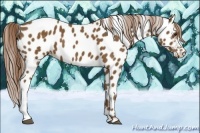 Horse Color:Chocolate Palomino Near Leopard 