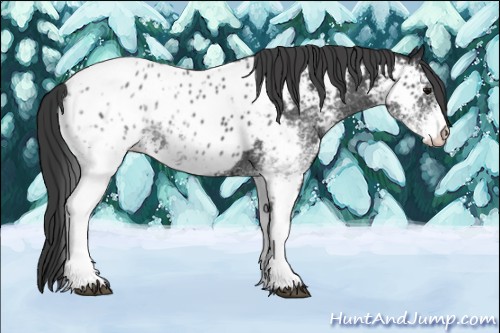Horse Color:White Spotted Blue Roan Near Leopard 