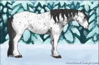 Horse Color:White Spotted Blue Roan Near Leopard 