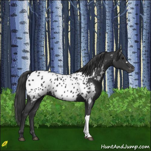 Horse Color:Black Appaloosa 