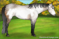 Horse Color:Gray Buckskin Frame