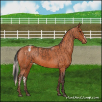 Horse Color:Bay Appaloosa  and Silver Bay Appaloosa 