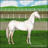 Horse Color:Gray Cremello Dun 