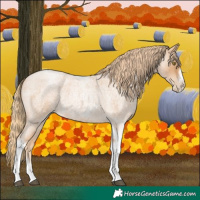 Horse Color:Red Roan Pearl Tobiano Frame 