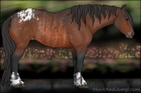 Horse Color:Bay Appaloosa and Bay Appaloosa Rabicano