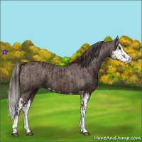Horse Color:Liver Chestnut Sabino Splash Varnish  and Liver Chestnut Sabino Splash Varnish 
