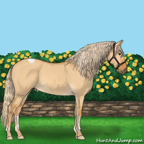 Horse Color:Palomino Dun Tobiano