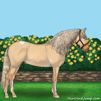 Horse Color:Palomino Dun Tobiano