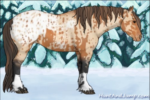 Horse Color:Unknown 