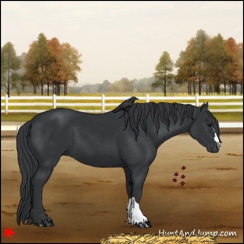 Horse Color:Black 
