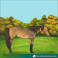 Horse Color:Buckskin 