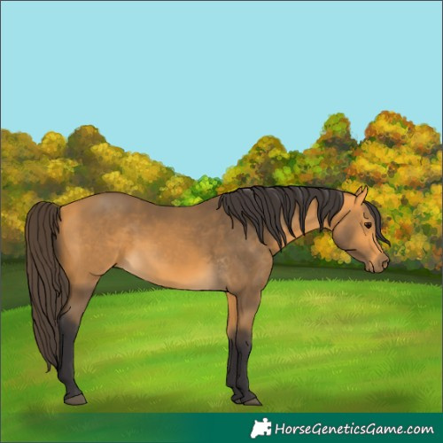 Horse Color:Buckskin 