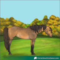 Horse Color:Buckskin 
