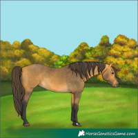 Horse Color:Buckskin 
