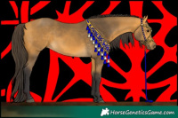 Horse Color:Buckskin 