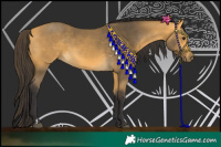 Horse Color:Buckskin 