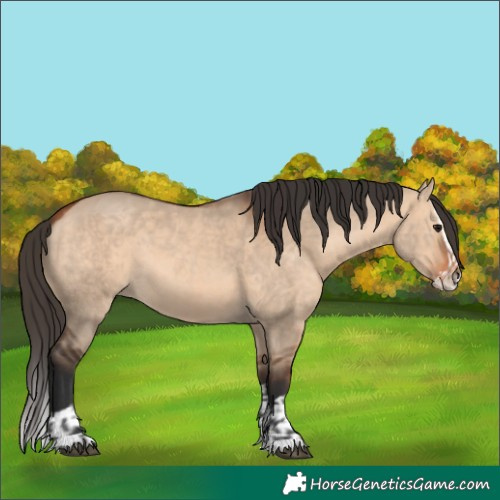 Horse Color:Bay Dun  and Bay Dun Splash 