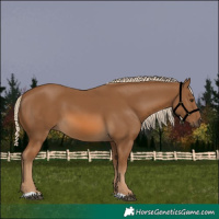 Horse Color:Chocolate Palomino 