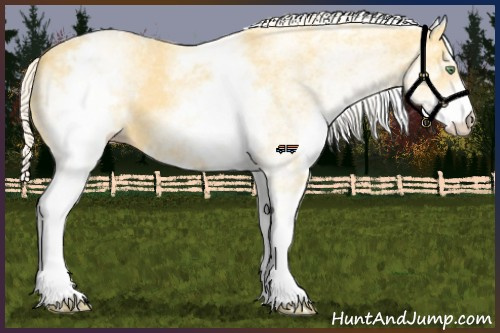 Horse Color:White Spotted Gold Cream Champagne 