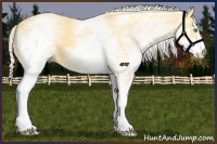 Horse Color:White Spotted Gold Cream Champagne 
