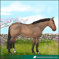 Horse Color:Bay Dun Rabicano  and Bay Dun Rabicano 