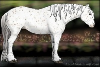 Horse Color:Bay Leopard and Bay Leopard Rabicano