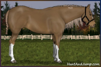 Horse Color:Chocolate Palomino 