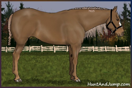 Horse Color:Chocolate Palomino
