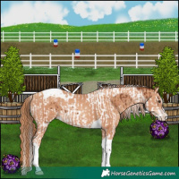 Horse Color:Chestnut Splash Tobiano  and Gold Champagne Splash Tobiano 