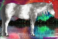 Horse Color:White Spotted Grullo