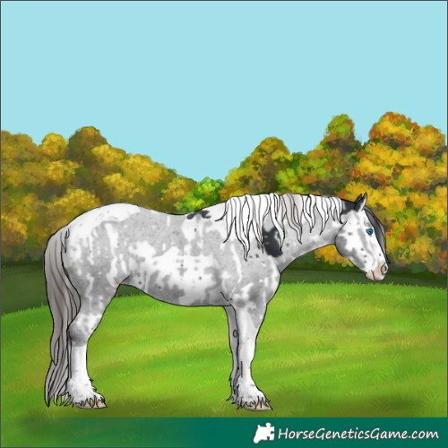 Horse Color:Black Splash Tobiano  and Black Splash Tobiano Varnish 