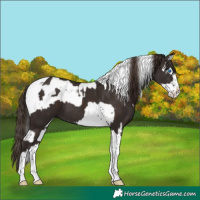 Horse Color:Liver Chestnut Splash Tobiano  and Liver Chestnut Splash Tobiano 