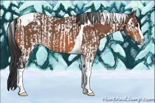 Horse Color:Bay Splash Tobiano and Bay Splash Tobiano Rabicano