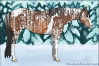 Horse Color:Bay Splash Tobiano and Bay Splash Tobiano Rabicano
